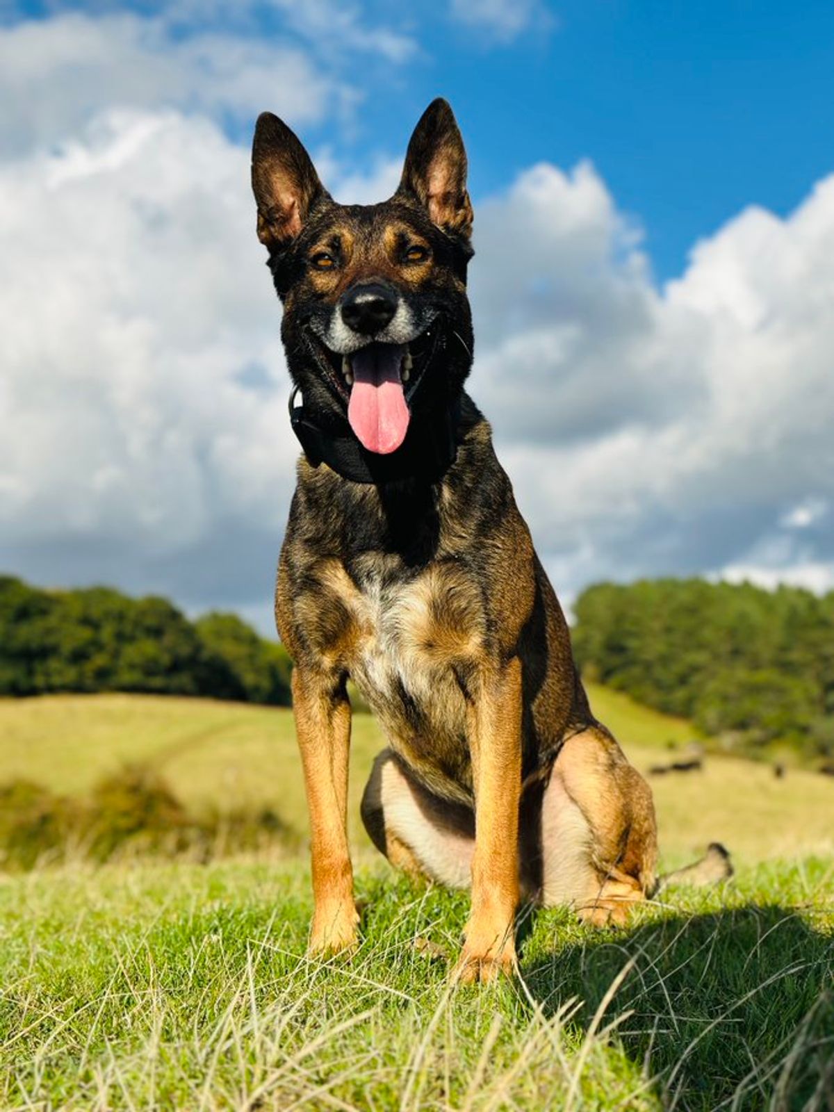 Hero police dog assists with arrest of knife-wielding thug on Birmingham bus