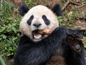 Supporting image for story: Pair of giant pandas from China acclimating to new home at San Diego Zoo
