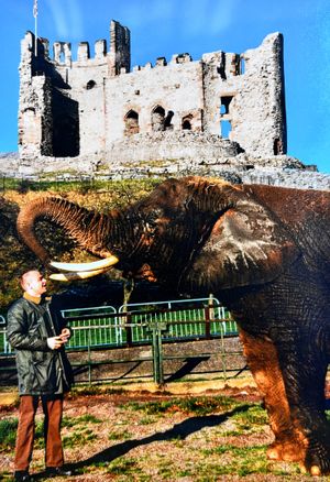 Derek pictured with an elephant more than 30 years ago