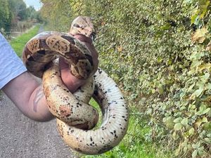Supporting image for story: Shock for couple as five-foot snake found on rural canal path near Cannock