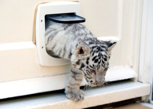  Buster as a cub in 2007, when he was being hand reared