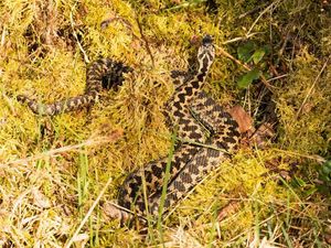 Supporting image for story: Huge snakes spotted and snapped on Cannock Chase
