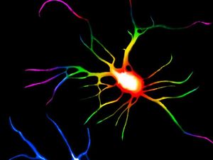 Supporting image for story: LSD rebuilds broken connections in the brain, research shows