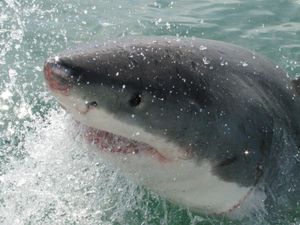 Supporting image for story: Young great white sharks ‘use training grounds to hone hunting skills’