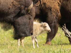 Supporting image for story: Native American ceremony celebrates birth of white buffalo calf in Yellowstone