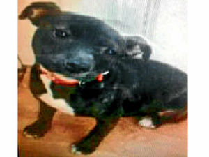 Supporting image for story: Puppy snatched from owner's arms in Cannock