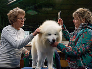 Supporting image for story: Crufts 2020: Highlights of day three of the Birmingham NEC event - with pictures and video