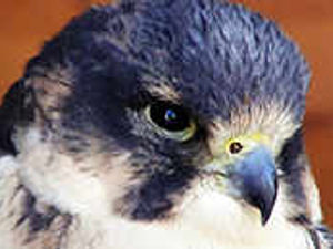 Supporting image for story: Falcon a 200mph tenant of council