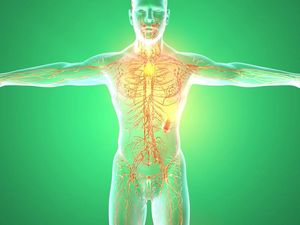 Supporting image for story: Scientists have found a ‘brand new micro-organ’ in the human body