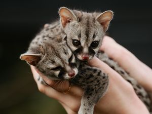Supporting image for story: Telford zoo welcomes two tiny 'tree-cats'