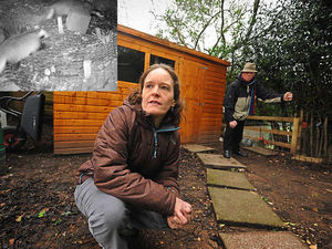 Supporting image for story: WATCH: Game, sett, and match as family triumphs in 18-month badger battle