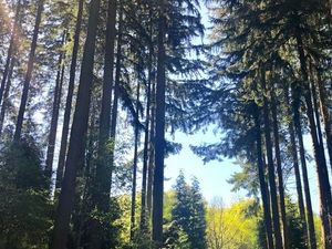 Supporting image for story: Church service to give thanks for forest