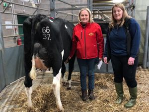 Supporting image for story: Heifer sells for £3,200 at Shrewsbury dairy show and sale