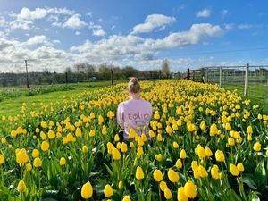 Supporting image for story: Staffordshire farm goes BIG for 2026 Tulip Festival Launch