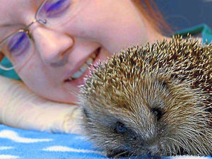 Supporting image for story: Hedgehog impaled on curtain pole in Telford makes RSPCA's top rescues list