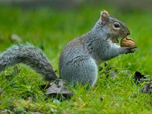 Supporting image for story: Squirrel causes power cut after coming into contact with overhead line 