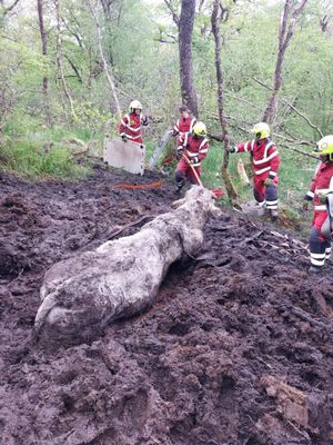The 800kg bull became trapped up to his chest in deep mud (MAWWFRS)