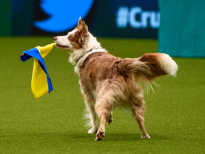 Supporting image for story: Crufts appeal raises thousands for Ukraine