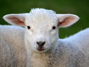 Supporting image for story: Petting zoo coming to West Bromwich's New Square