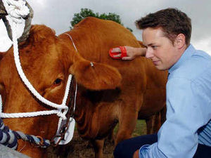 Supporting image for story: Minsterley Show crowds turn out despite rain