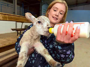 Supporting image for story: Video: Feeding time for lambs on Oswestry farm