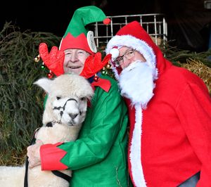 Members of the Bridgnorth Lions gets set for their Christmas fundraising events, with Archie the alpaca. Pictured are Richard Wills and Howard Davies.