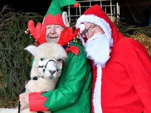 Supporting image for story: Watch: Bridgnorth Lions dressed as Santa and his elves meet a group of alpacas as they get into the festive spirit to launch their first Christmas event
