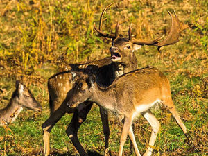Supporting image for story: Photographer captures rare deer breed in the wild near Ludlow
