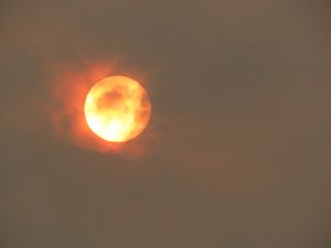 The red sun over Cannock Chase. Credit: Sue Childs