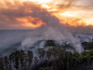 Supporting image for story: Cop16: What is the UN nature summit and what will negotiations involve?