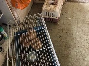 Mars was found in a tiny indoor cage with his mum, dad and siblings