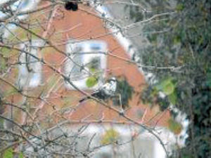 Supporting image for story: Twitcher spots rare part albino blackbird in north Shropshire