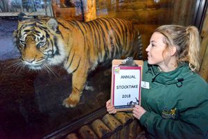 Jodie Dryden from Dudley with tiger Daseep