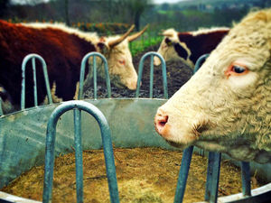 Supporting image for story: Cattle from Wolverhampton city farm popular with families sent to slaughter over 'health and safety' threat