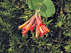 Supporting image for story: Sweet success of a top climber