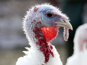 Supporting image for story: Bird flu outbreak in South Shropshire is confirmed on turkey farm