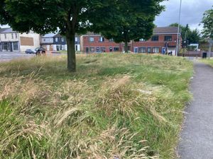 Supporting image for story: Walsall's rewilding plans removed from budget draft following backlash