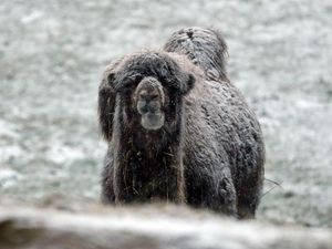 Supporting image for story: 8 pictures of animals which don’t seem all that happy to be in the snow