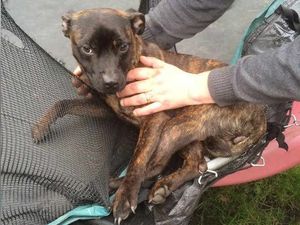 Supporting image for story: From rabbits in sofas to dogs in trampolines: Firefighters' unusual animal rescues