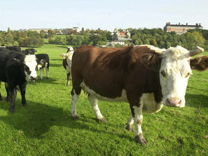 Supporting image for story: Dairy campaigners have one week left