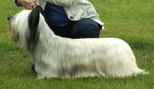 Dogs can travel on the Severn Valley Railway for free in a special event