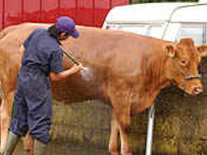 Supporting image for story: Thousands out for farm show