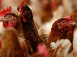 Supporting image for story: Shropshire farmer given 100 hours of community service after pleading guilty to causing unnecessary harm to his poultry 