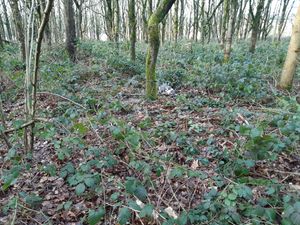 Supporting image for story: Abandoned dog dies alone after being tied to tree in remote woodland in freezing temperatures