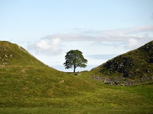 Supporting image for story: First ‘hopeful’ saplings from felled Sycamore Gap tree set to be planted