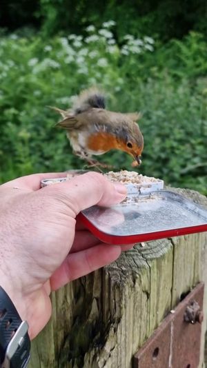 Karl Shelton has struck up a friendship with birds