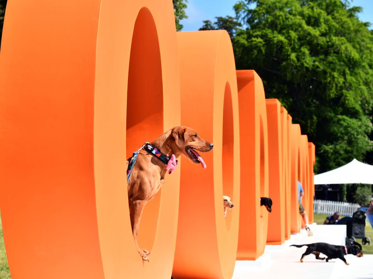 In Pictures: Dog lovers and their canine companions enjoy annual Goodwoof event