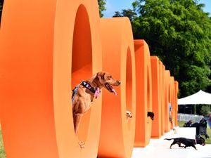 A general view of dogs at Goodwoof, held at the Goodwood estate in West Sussex