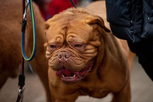 A Dogue de Bordeaux (French mastiff) at the Birmingham National Exhibition Centre (NEC) for the third day of the Crufts Dog Show. PA Photo. Issue date: Saturday March 7, 2020. See PA story ANIMALS Crufts. Photo credit should read: Jacob King/PA Wire.