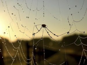 Supporting image for story: ‘Spider season’ is upon us as wet weather has tricked the creatures into thinking it’s mating time